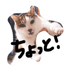 [LINEスタンプ] だるむつ