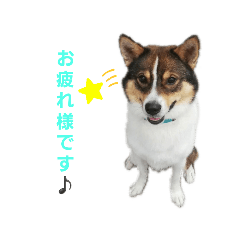 [LINEスタンプ] しおんの便利なスタンプ