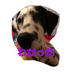 [LINEスタンプ] ダルメシアン レオン