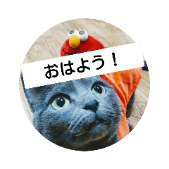 [LINEスタンプ] 猫のひとりごと♥️