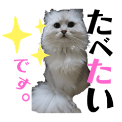[LINEスタンプ] ネコが捗るあまぐり、ぺこ、らてスタンプ