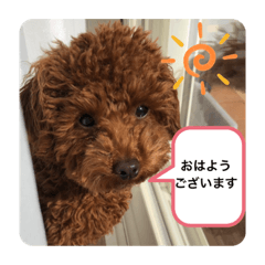 [LINEスタンプ] ココア（挨拶編）