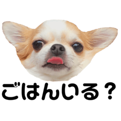 [LINEスタンプ] いくらすたんぷ