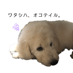 [LINEスタンプ] HAKUUU‎´•ﻌ•`
