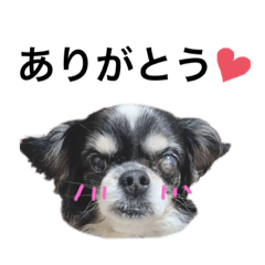 [LINEスタンプ] よたぴちゃん