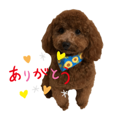 [LINEスタンプ] トイプードルのボスくんのスタンプ