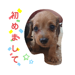 [LINEスタンプ] ワイヤーダックスのルーク(子犬)