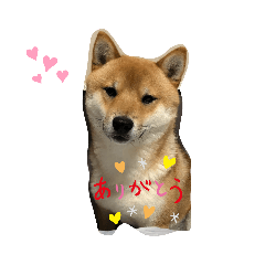 [LINEスタンプ] 柴犬 しょうちゃん