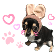 [LINEスタンプ] 仲良し動物たちのすたんぷ