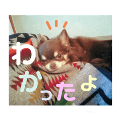 [LINEスタンプ] ココアといくら