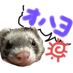 [LINEスタンプ] 我が家のきーちゃん1