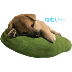 [LINEスタンプ] ゴン太の毎日。