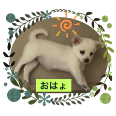 [LINEスタンプ] チワワ柴MIXのごあいさつスタンプ♡