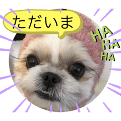 [LINEスタンプ] 愛犬 シーズー  茶美 4