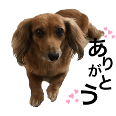 [LINEスタンプ] DK nonchan