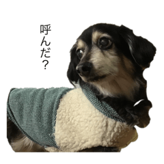 [LINEスタンプ] my  cute  pets
