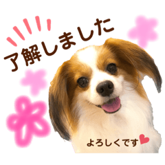 [LINEスタンプ] たれみみ、ここたん。