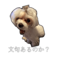 [LINEスタンプ] 可愛いワンチャンスタンプ ララ＆ココ