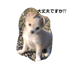[LINEスタンプ] ゆりぴの犬すたんぷ