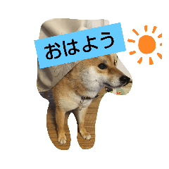 [LINEスタンプ] 柴犬コムギの日常