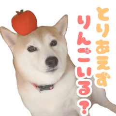 [LINEスタンプ] 柴犬ほたるのスタンプ2