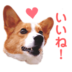 [LINEスタンプ] 気まぐれコーギー②