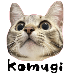[LINEスタンプ] 怪獣こむぎのスタンプ