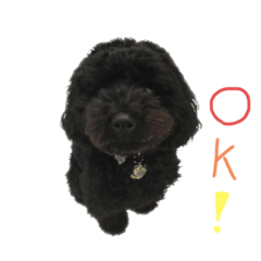 [LINEスタンプ] まっくろくぅちゃんⅠ