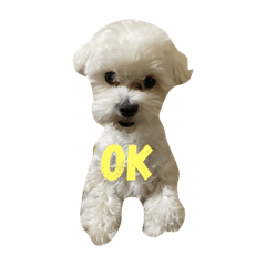 [LINEスタンプ] ちーまるる