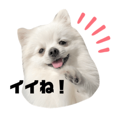 [LINEスタンプ] 可愛いすぎる白ポメラニアン ビビくん