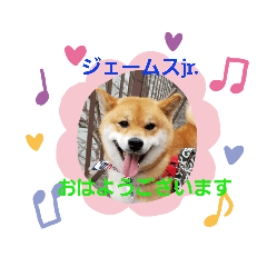 [LINEスタンプ] 柴犬ジェームス jr.