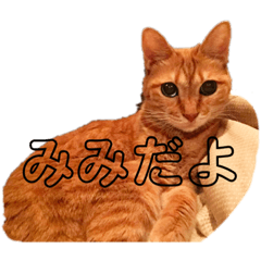 [LINEスタンプ] みーにゃんのスタンプ