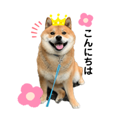 [LINEスタンプ] 柴犬 凛くん