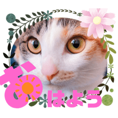 [LINEスタンプ] ミュウさん海さん