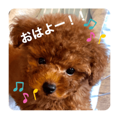 [LINEスタンプ] トイプーのおこげ