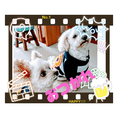 [LINEスタンプ] チワプーマルプー5