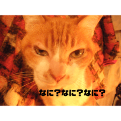 [LINEスタンプ] 猫と蝶のまったりしたスタンプ2