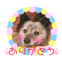 [LINEスタンプ] クセの強いイッヌたち