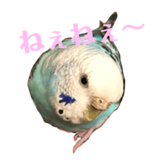 [LINEスタンプ] セキセイインコのピーちゃんスタンプ