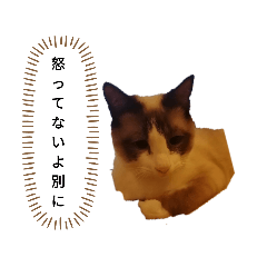 [LINEスタンプ] 猫のオンセとアレックス