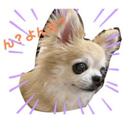 [LINEスタンプ] チワワのムサシ