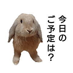 [LINEスタンプ] うさぎのじぇじぇpart2