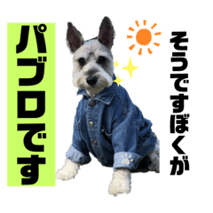 [LINEスタンプ] そうです、ぼくがパブロですvo.1