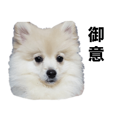 [LINEスタンプ] フジタさんちのちよまるくん