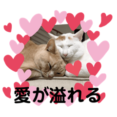 [LINEスタンプ] 面白スタンプ family
