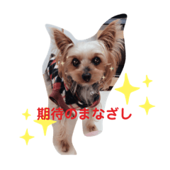 [LINEスタンプ] ヨーキースタンプ「メイ」