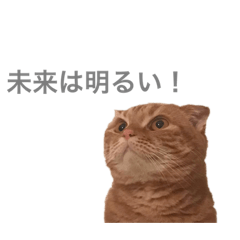 [LINEスタンプ] 猫との暮らしは素晴らしい