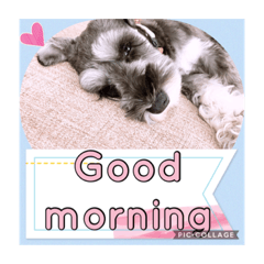 [LINEスタンプ] 愛犬さらのスタンプです