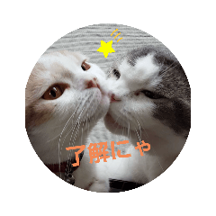 [LINEスタンプ] スコキャット2