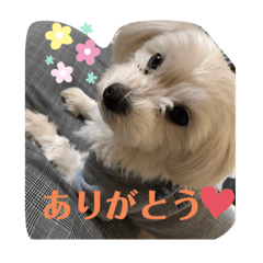 [LINEスタンプ] My Angel みるく♡